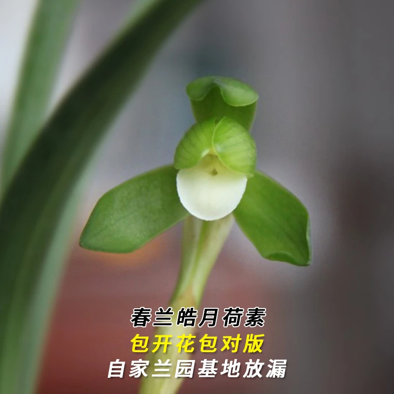 兰花直播春兰【皓月荷素】花卉绿植盆栽兰草应季带花苞批发阳台盆景