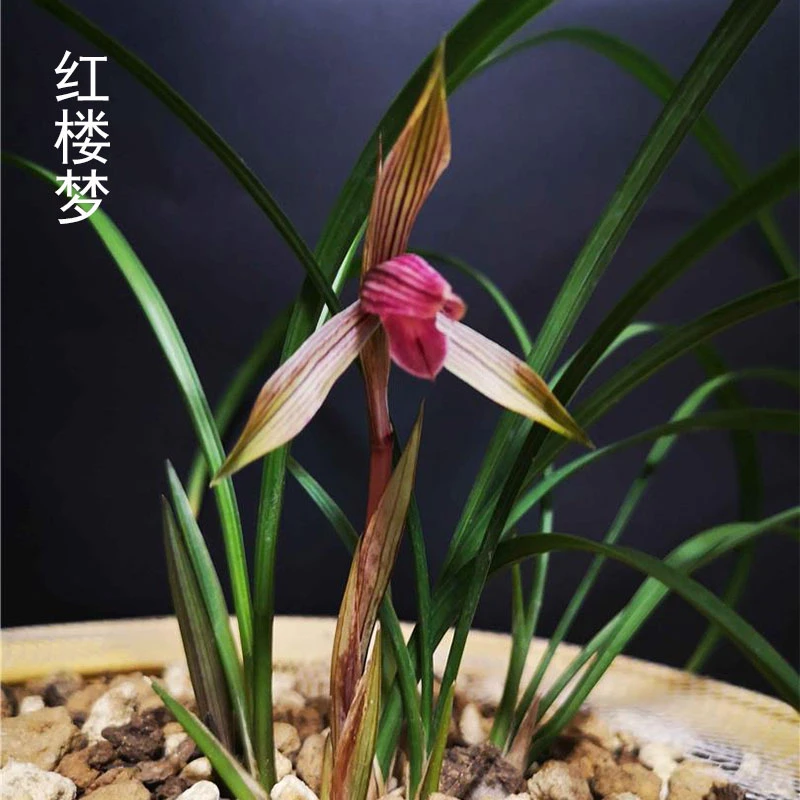 兰花直播春兰【红楼梦】花卉绿植盆栽国兰草应季带花苞批发阳台盆景