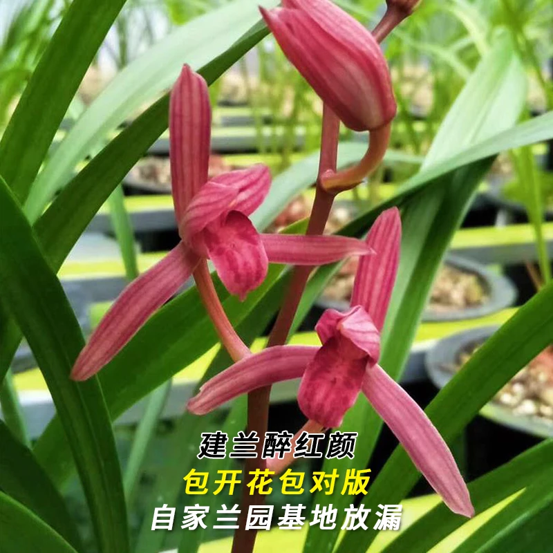 兰花直播建兰【醉红颜】花卉绿植盆栽国兰草四季开花卉批发阳台盆景