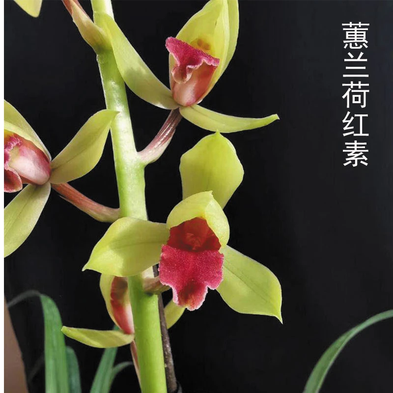 兰花直播蕙兰【荷红素】花卉绿植盆栽冬带花苞国兰贵货批发阳台盆景