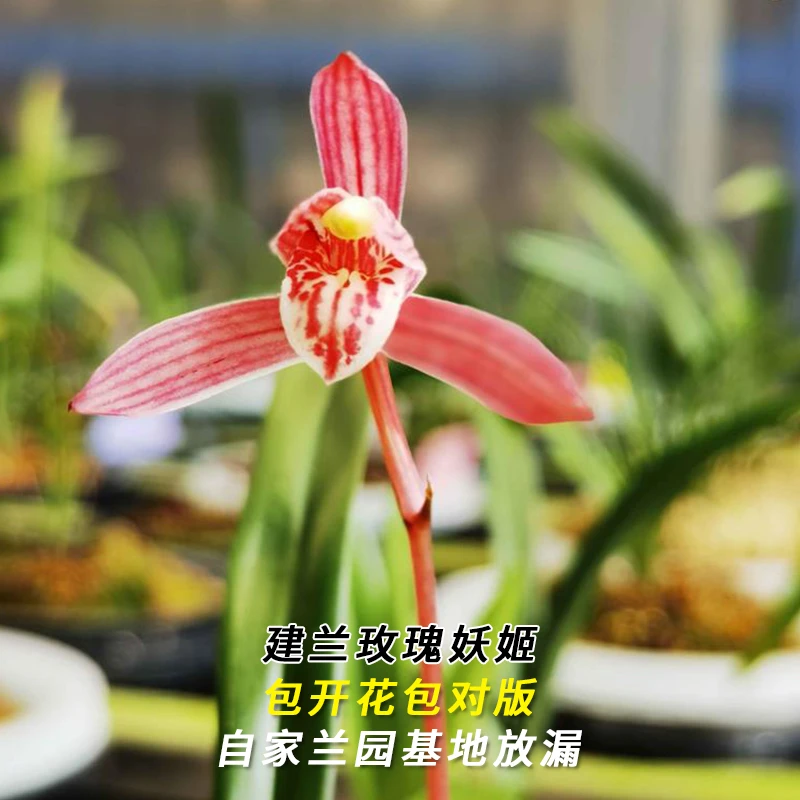 兰花直播建兰【玫瑰妖姬】花卉绿植盆栽兰草四季香花卉批发阳台盆景