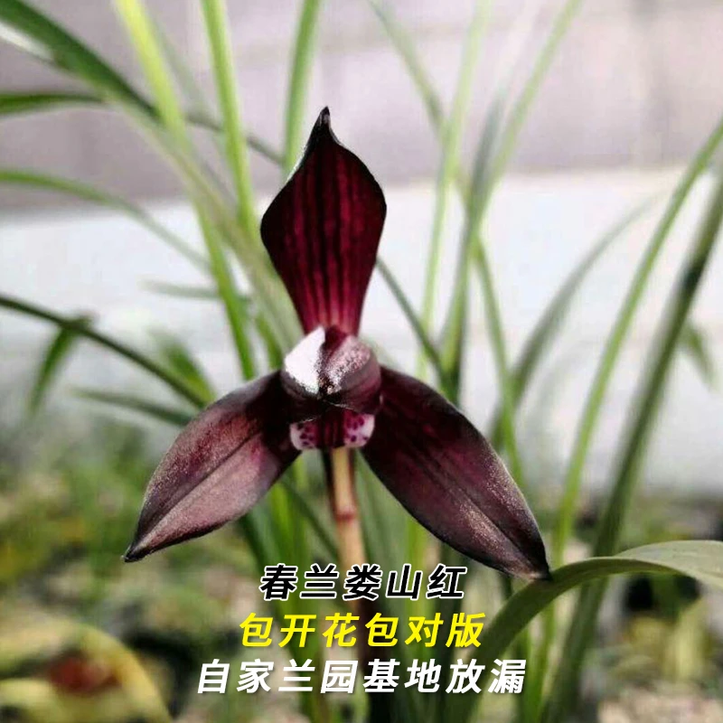 兰花直播春兰【娄山红】花卉绿植盆栽国兰草应季带花苞批发阳台盆景