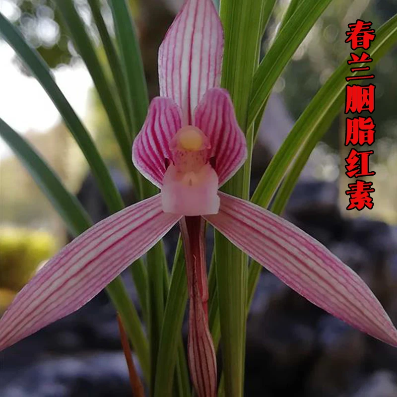 兰花直播春兰【胭脂红素】花卉绿植盆栽兰草应季带花苞批发阳台盆景