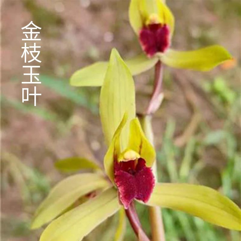 兰花直播蕙兰【金枝玉叶】花卉绿植盆栽冬带花苞国兰贵货批发阳台草