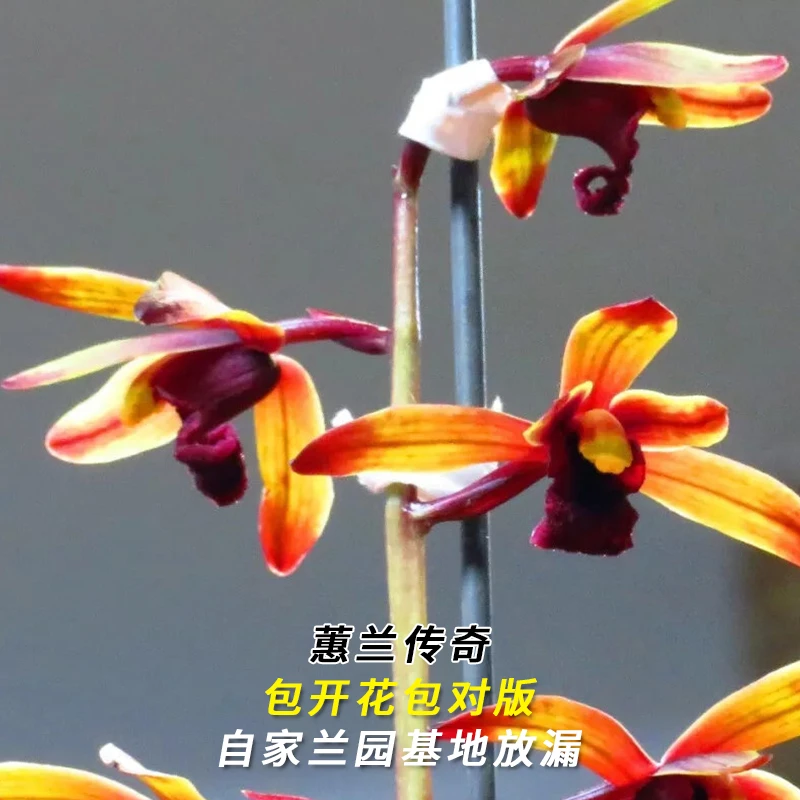1蕙兰名品 传奇 当年开花好养兰花浓香型花卉绿植盆栽