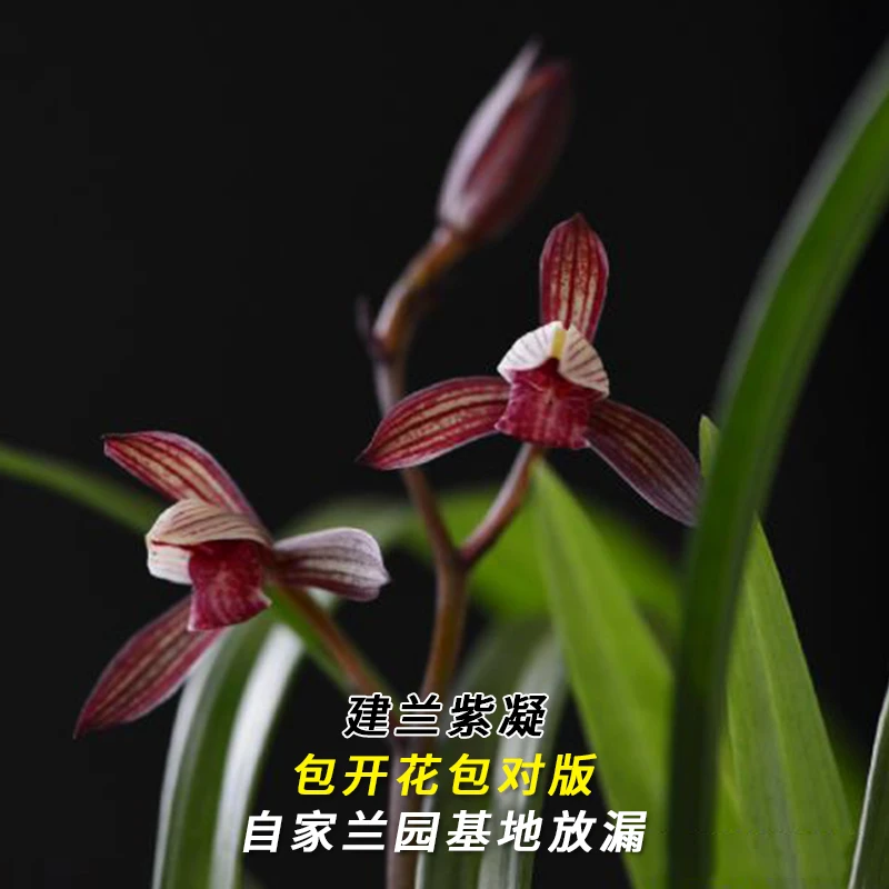 兰花直播建兰【紫凝】花卉绿植盆栽国兰草四季浓香花卉批发阳台盆景