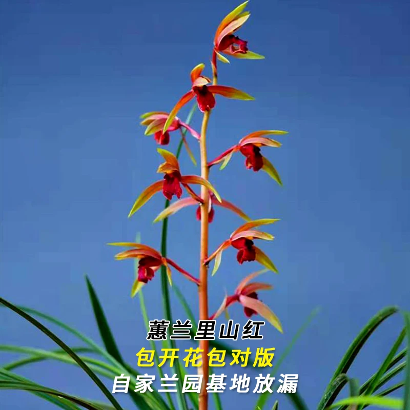 兰花直播蕙兰【里山红】花卉绿植盆栽冬带花苞国兰贵货批发阳台盆景