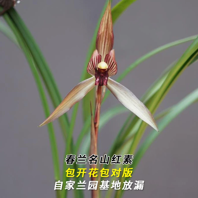 兰花直播春兰【名山红素】花卉绿植盆栽兰草应季带花苞批发阳台盆景