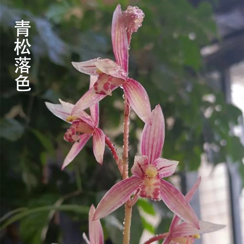 兰花直播蕙兰【青松落色】花卉绿植盆栽冬带花苞国兰贵货批发阳台草