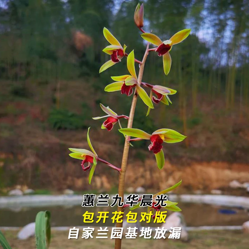 兰花直播蕙兰【九华晨光】花卉绿植盆栽冬带花苞国兰贵货批发阳台草