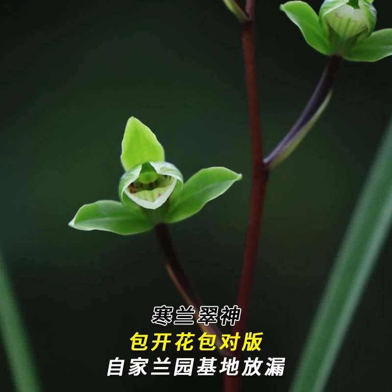 兰花直播寒兰【翠神】花卉绿植盆栽冬带花苞国兰草贵货批发阳台盆景
