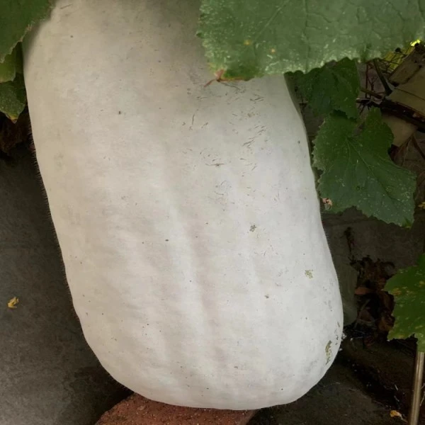 冬瓜新鲜重庆农家自种土冬瓜老品种长冬瓜挂霜冬瓜白皮冬瓜大白瓜