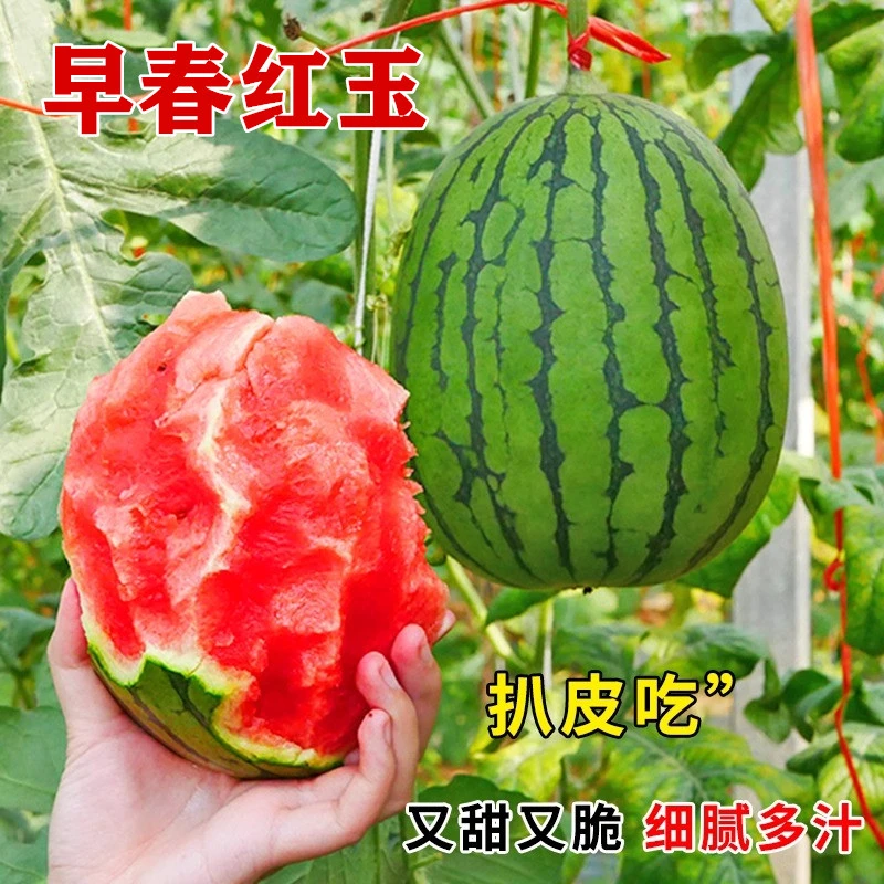 【早春红玉】嫁接西瓜苗8424麒麟瓜苗秧四季南方种植阳台菜苗秧苗