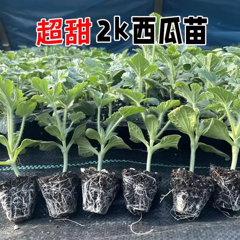 【2k】嫁接西瓜苗子南北方阳台盆栽薄皮超甜西瓜春季四季早熟瓜果
