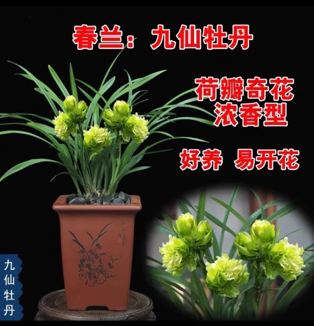春兰奇花带花苞 九仙牡丹兰花苗 花开浓香 好养易活室内绿植盆栽