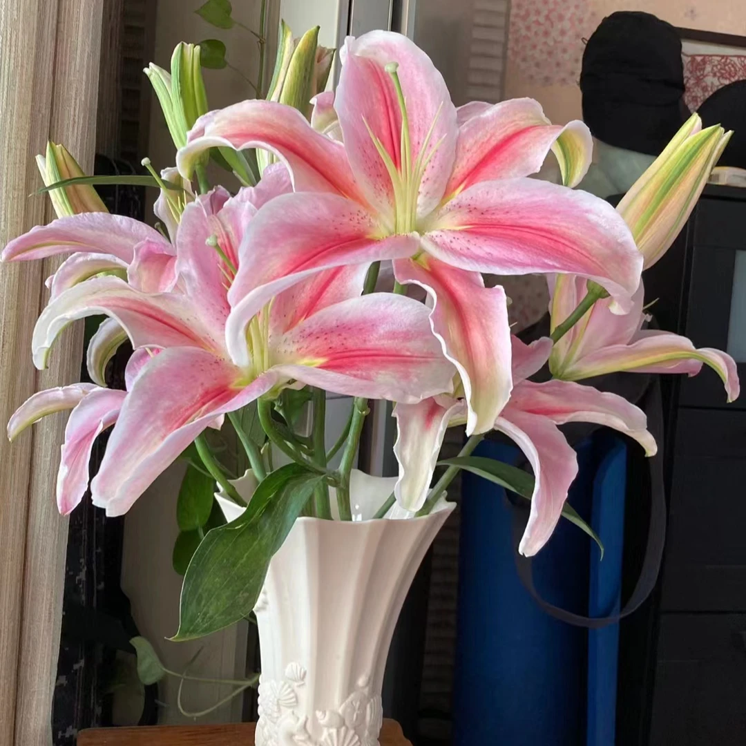 【香樟坊甄选】多头罗蒂水百合 快递包邮观赏型鲜切花百合