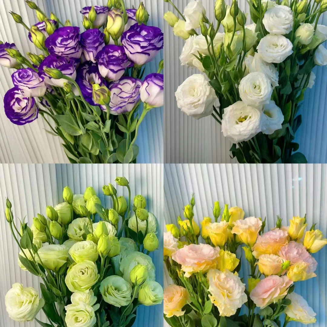 【香樟坊甄选】洋桔梗 香槟色 鲜花精选 店铺现货包邮