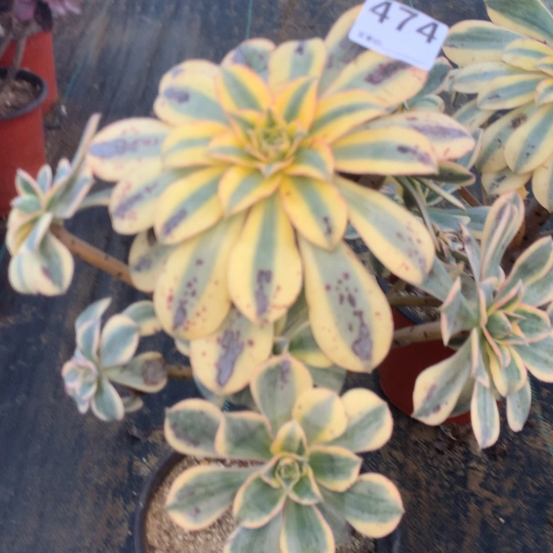 麽*哒474灿烂多肉植物