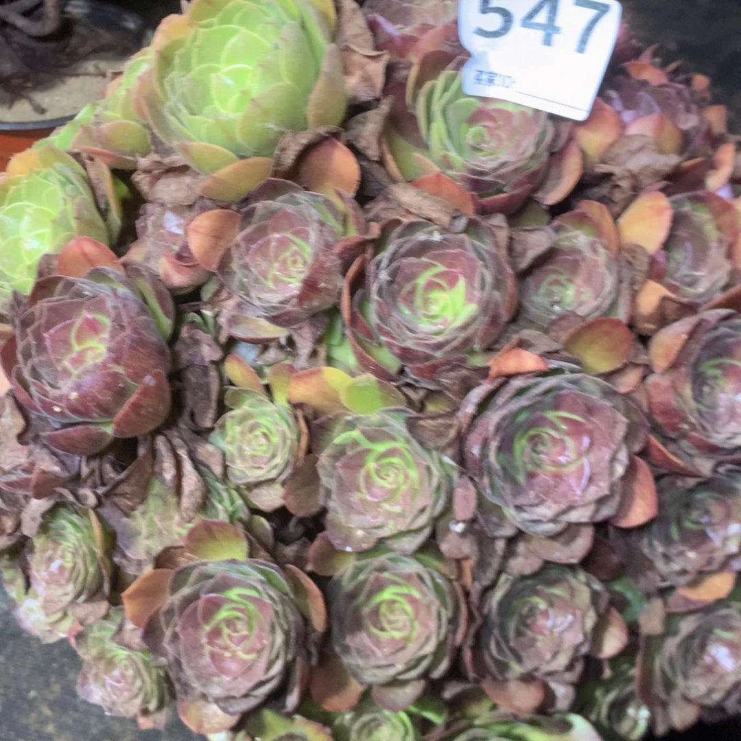 张**.547黑魔多肉植物