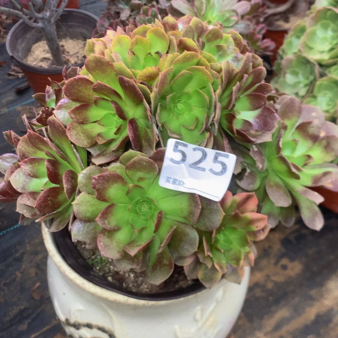 525赤焰连多肉植物