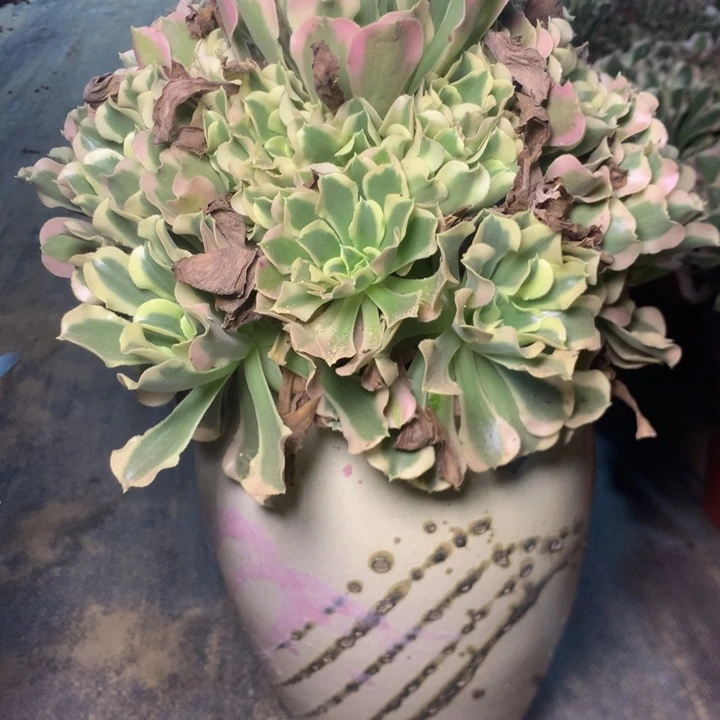 168白凤多肉植物