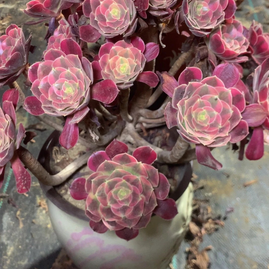 张**.546美杜沙多肉植物