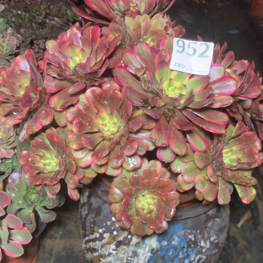 悠****952月婵多肉植物