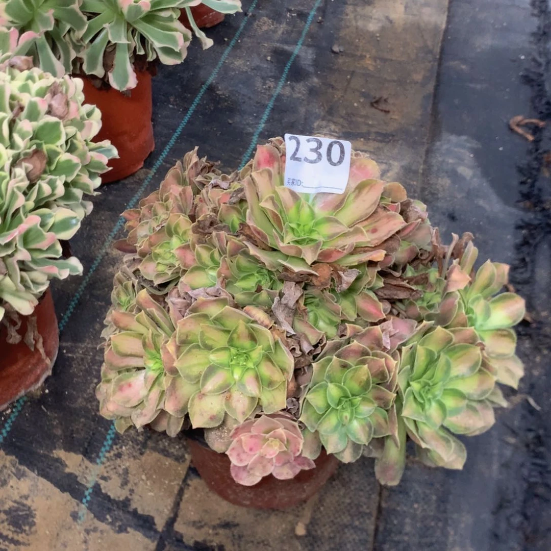 ?****230绍华多肉植物