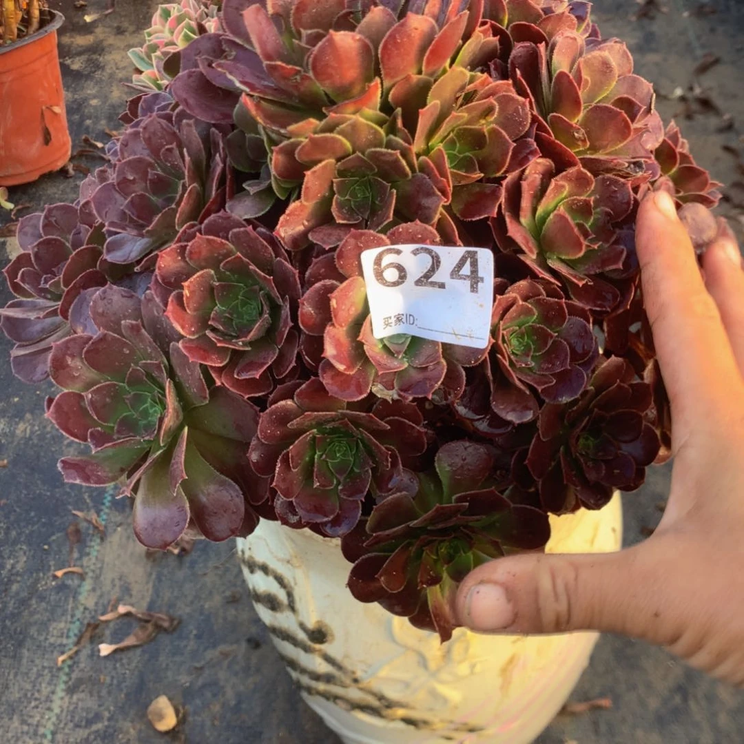 佳****录624荷兰玫瑰多肉植物