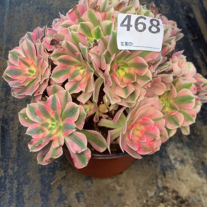 468女巫有砍多肉植物