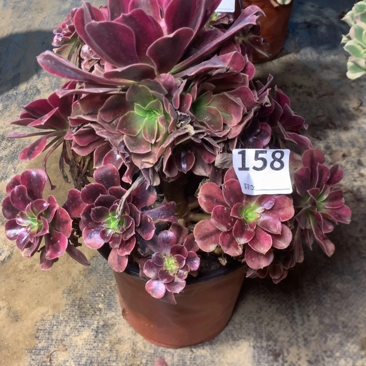 158美杜沙多肉植物