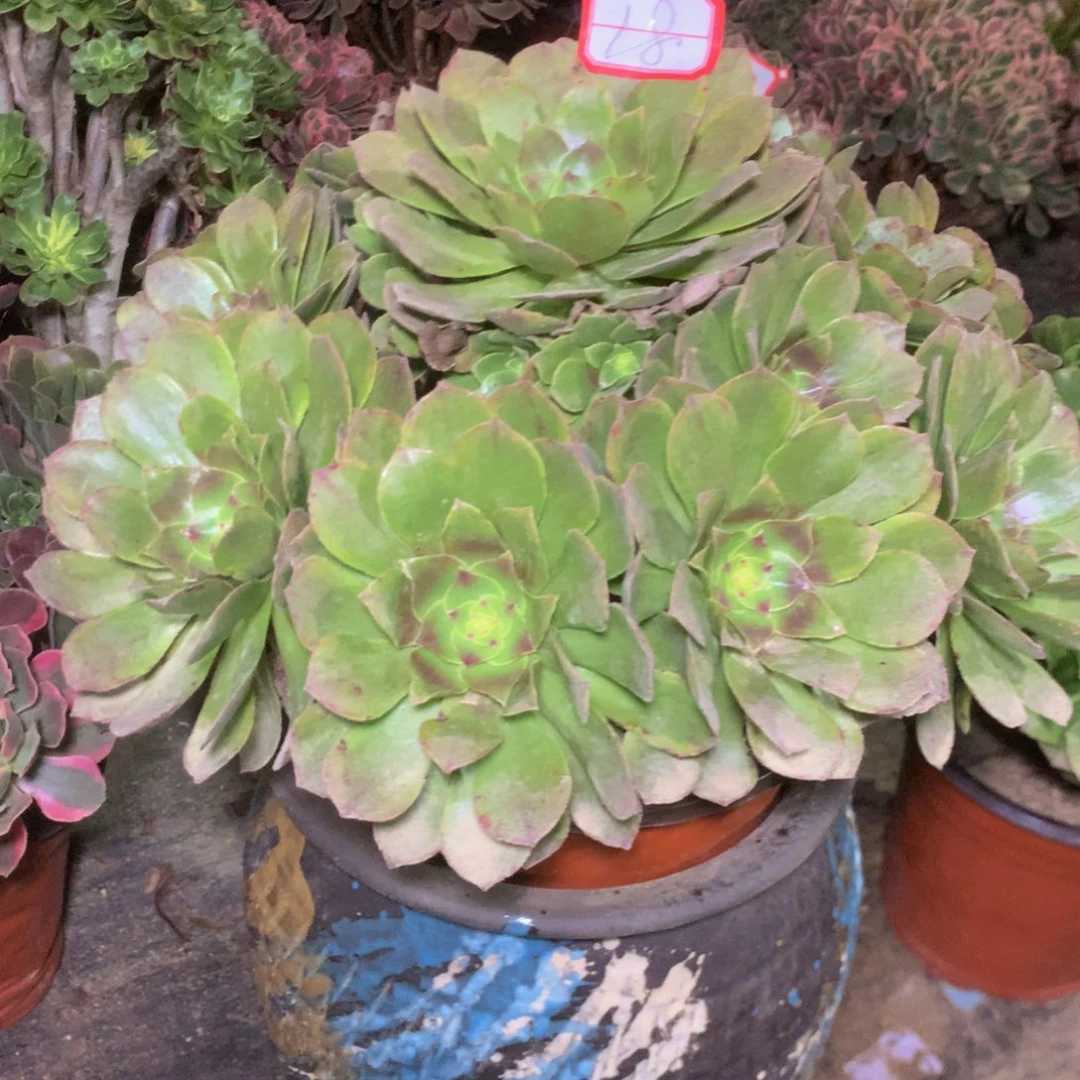 18万绿多多肉肉植物