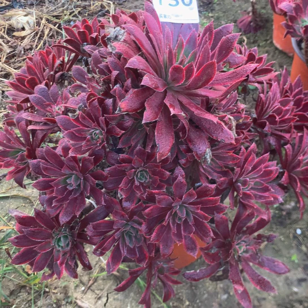 730惊红多肉植物