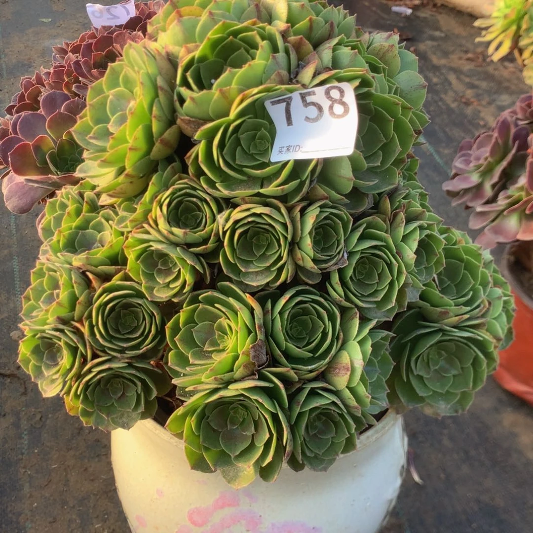 758万拉丝多肉植物