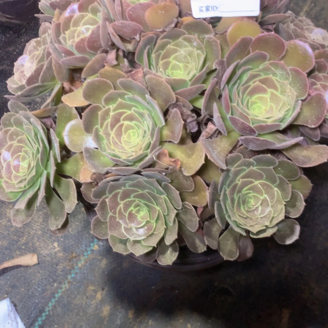 507荷兰玫瑰多肉植物