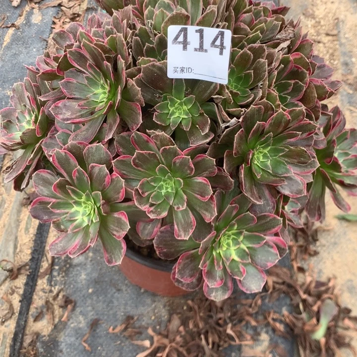 414安娜多肉植物