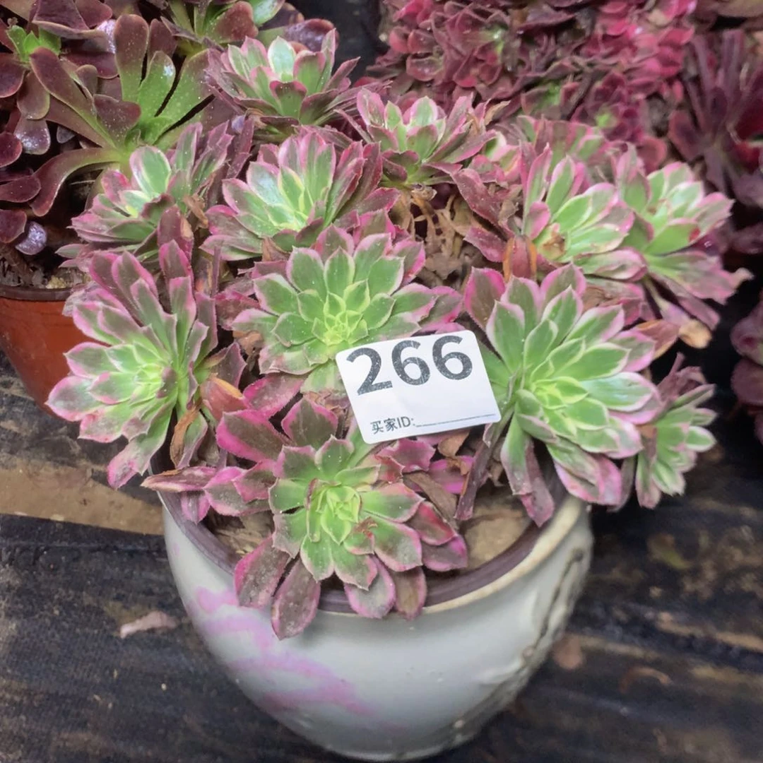 266开播福利多肉植物