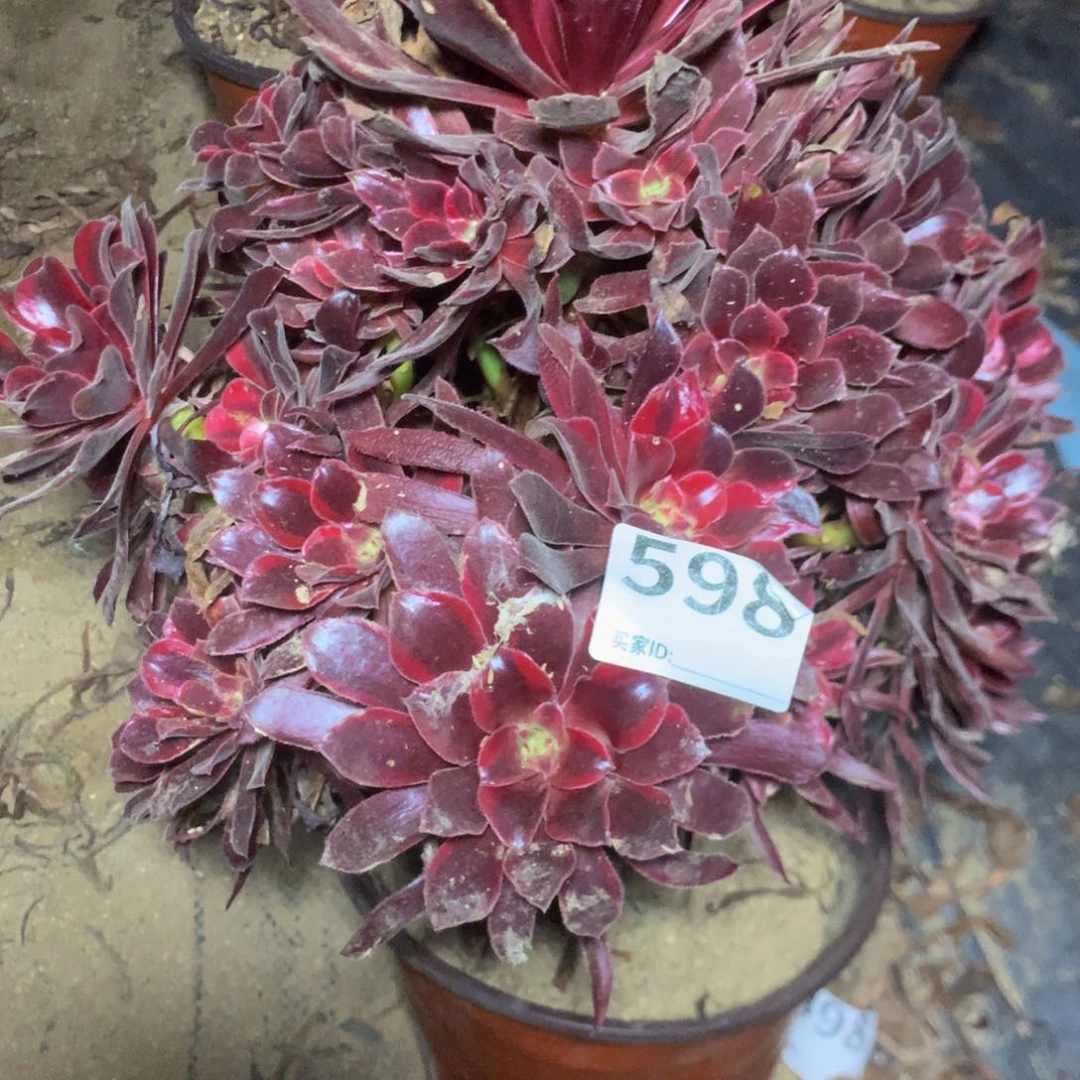 刺*君598蒙娜丽沙多肉植物