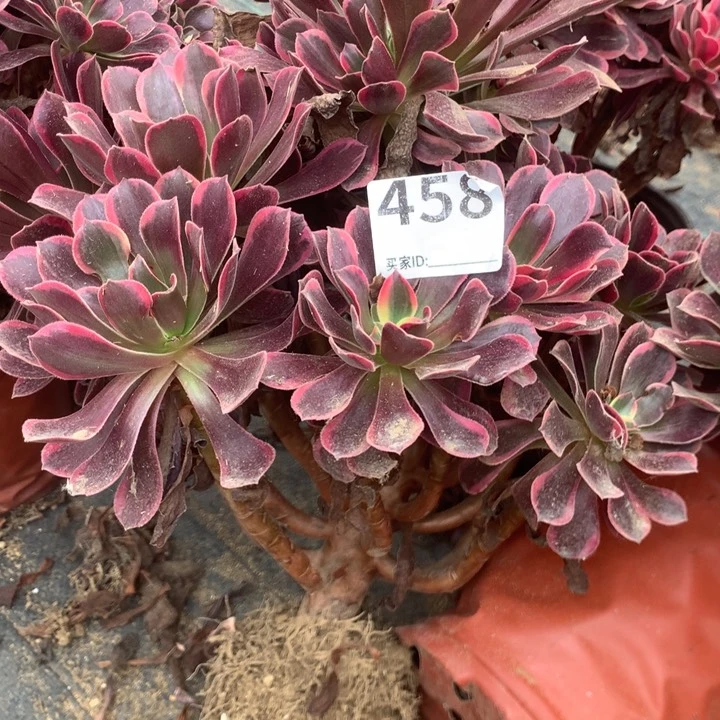 458金丝雀多肉植物