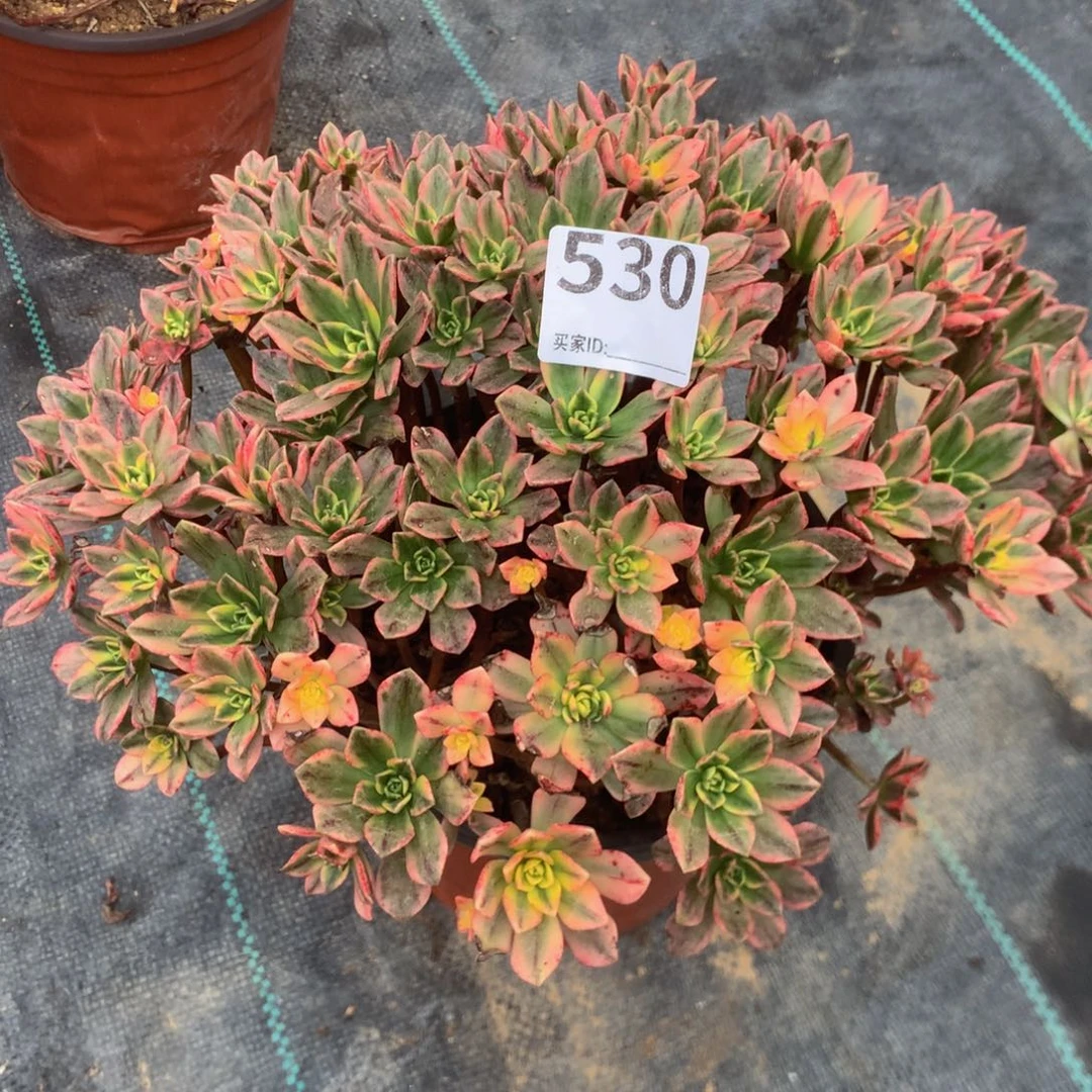 萍530甜茶多肉植物