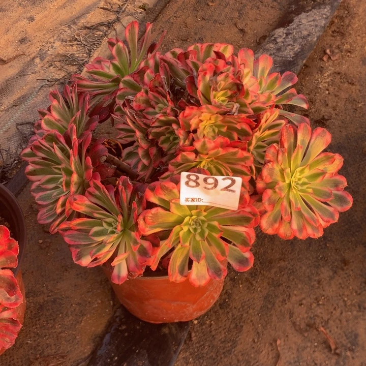 892红多多多肉植物