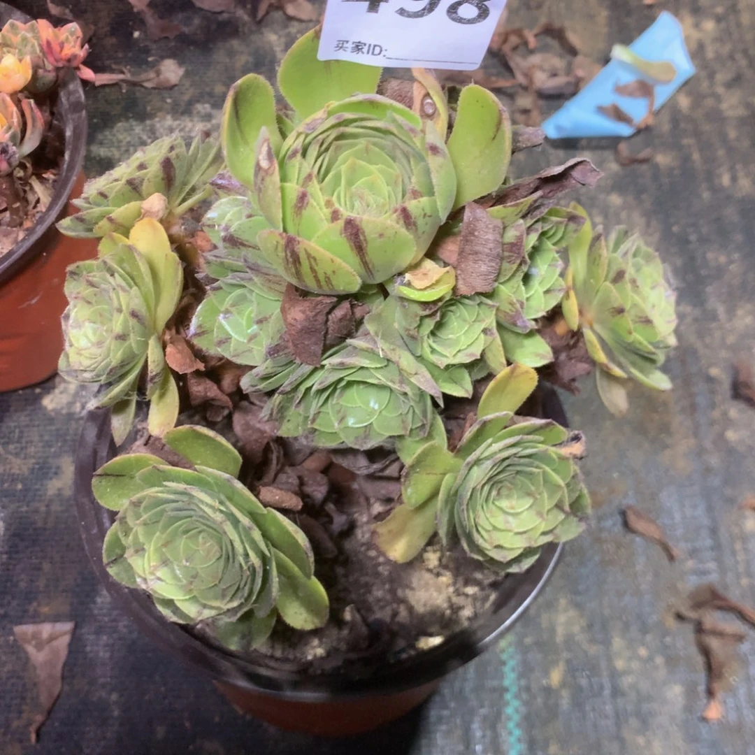 498 万拉丝多肉植物