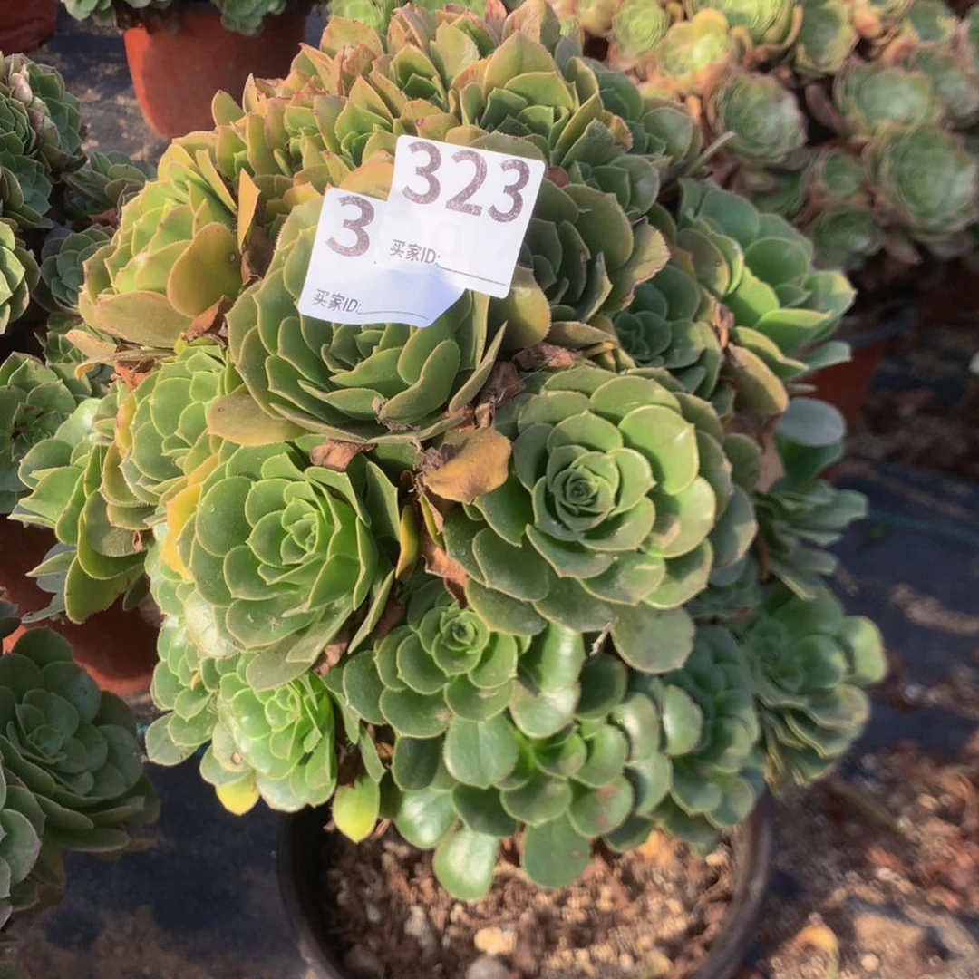 323绿羊线多肉植物