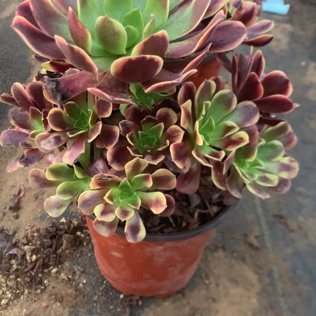 890欧加万丽多肉植物