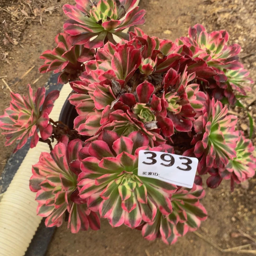 393红白多肉植物