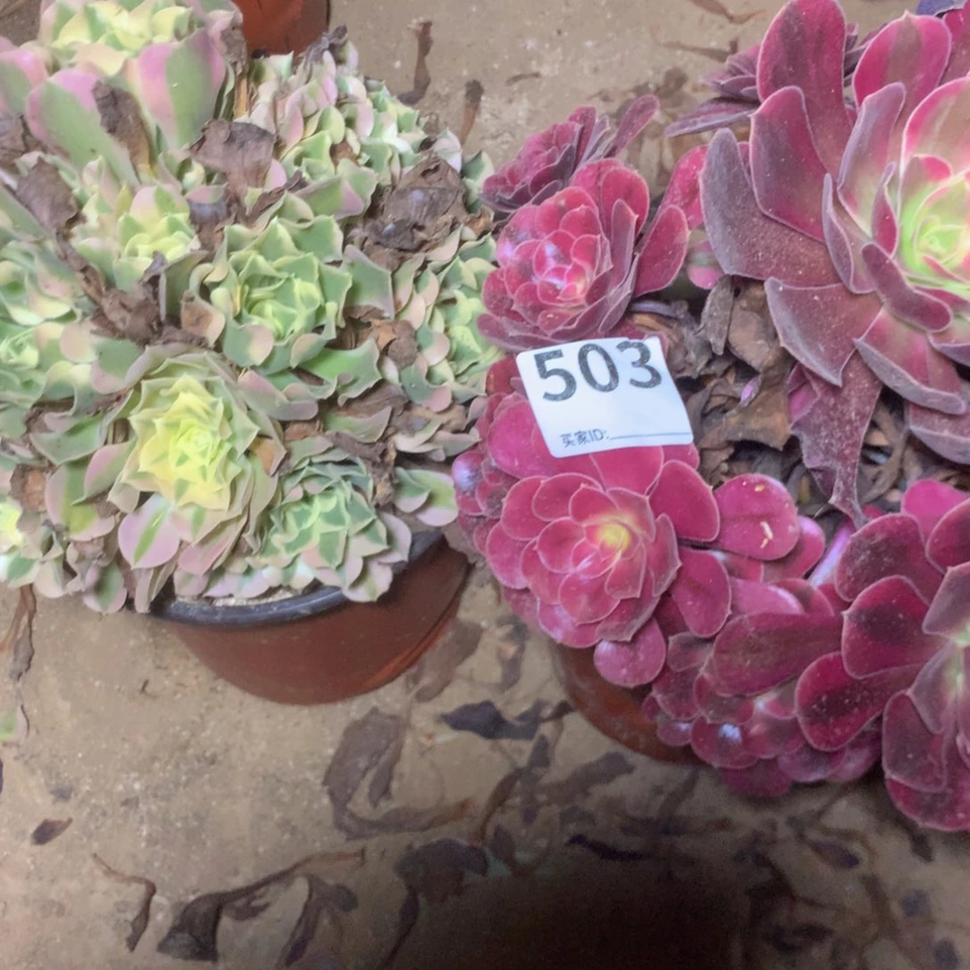 503特价组合多肉植物