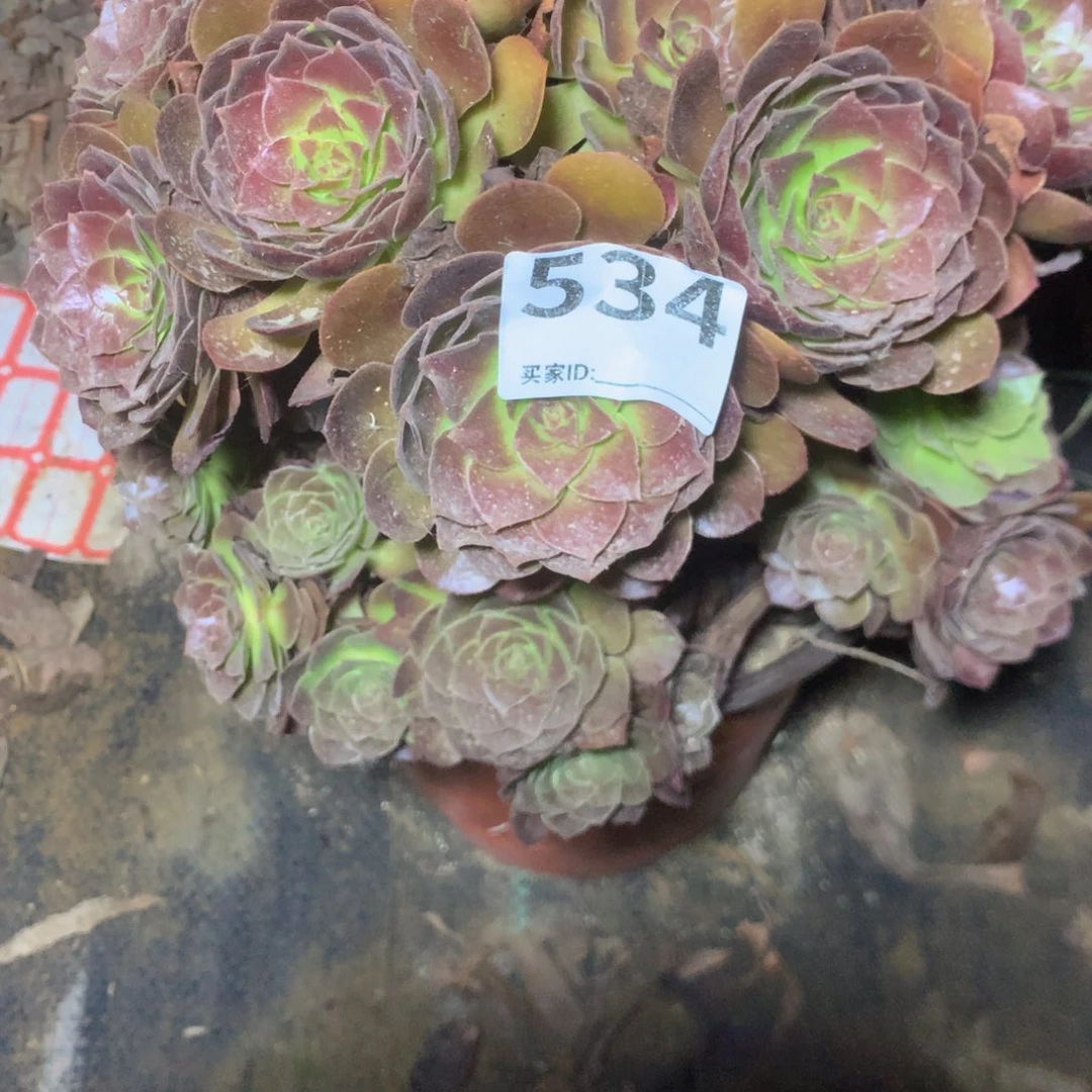 ❄️***534赤焰莲多肉植物