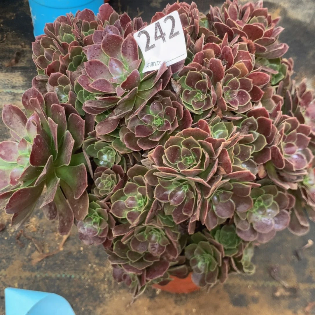 242荷兰玫瑰多肉植物