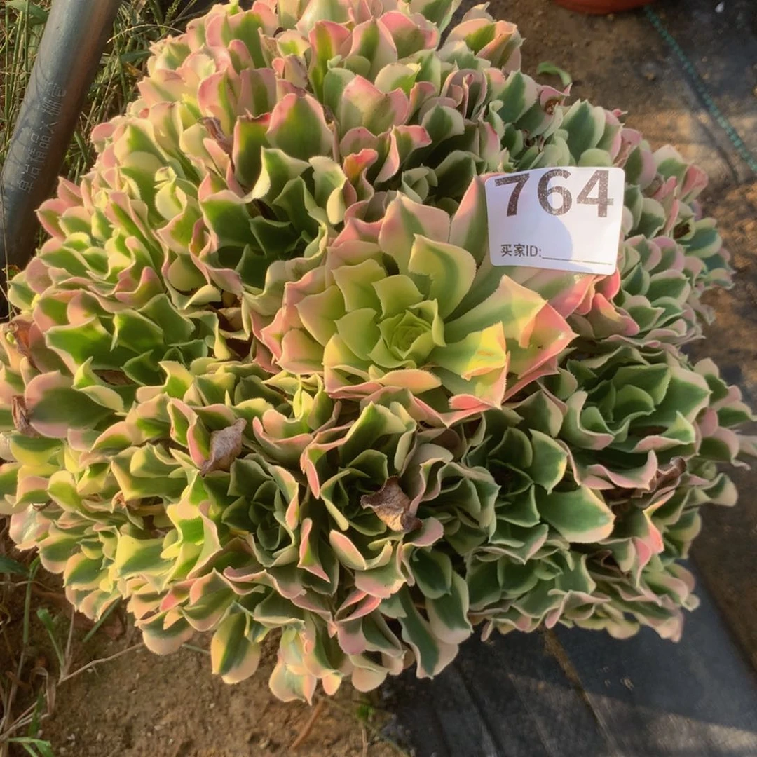 764白凤多肉植物