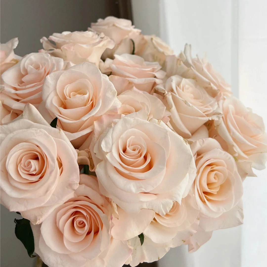 【鲜花上新】辛西娅单头玫瑰  无土栽培 送人送礼 玫瑰鲜花